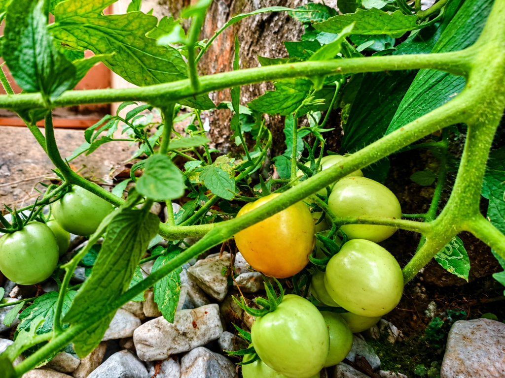 Ripening tomatoes growing on a tomato plant in a Florida home garden.