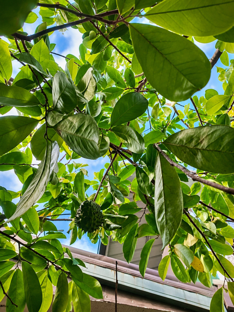 Young guyabano (soursop) fruit growing on a healthy tree in Florida with lush green leaves.
