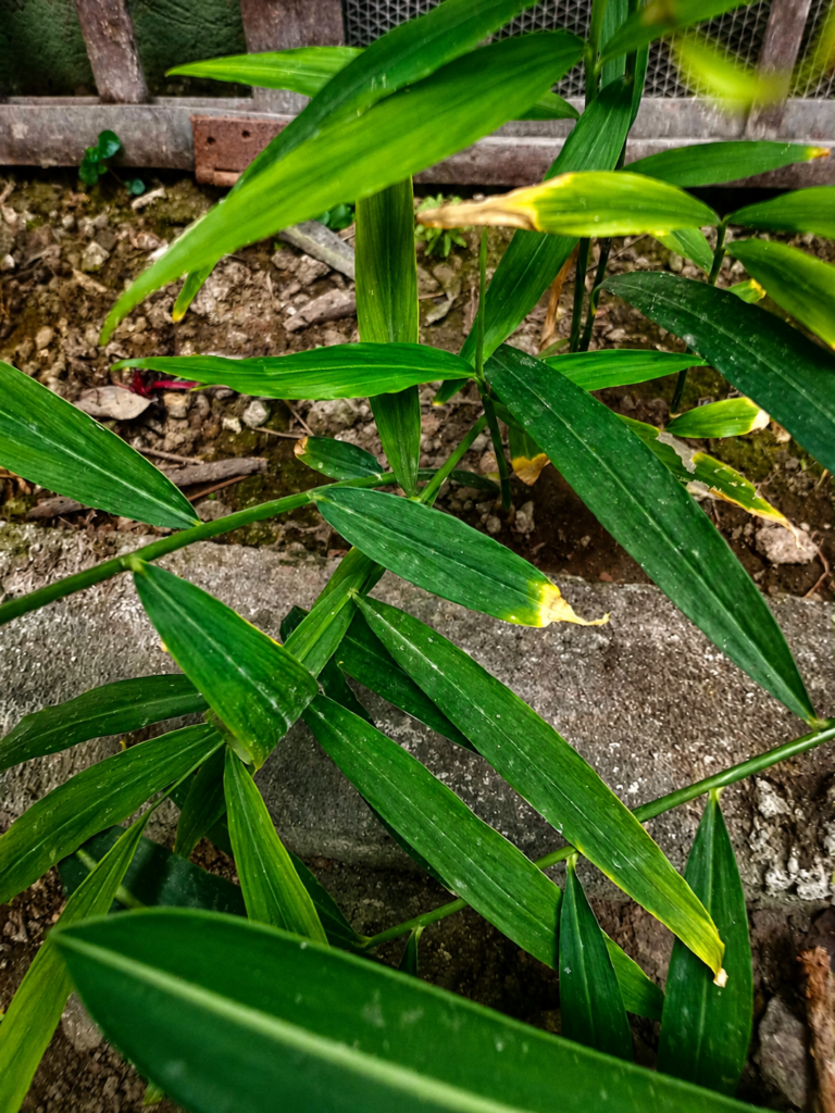 Healthy ginger plant growing from store-bought ginger in a Florida home garden.