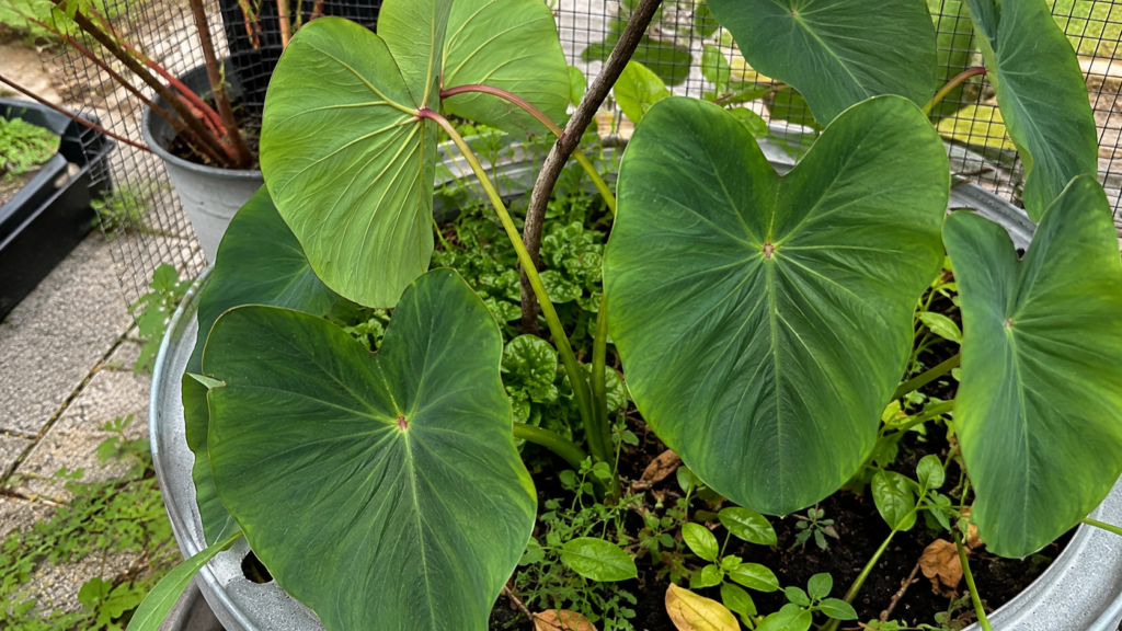 Taro gabi growing in a repurposed dryer drum container Taro gabi growing in a repurposed dryer drum container