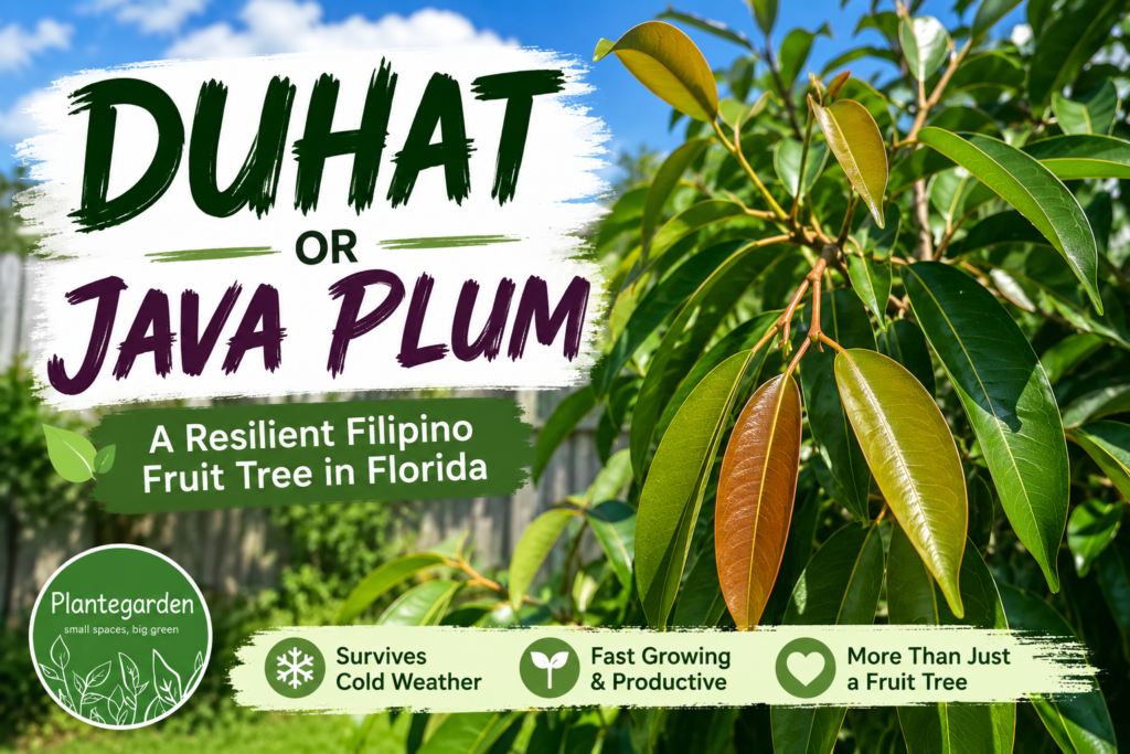 Duhat or Java plum tree with green leaves and new growth growing in a Florida garden